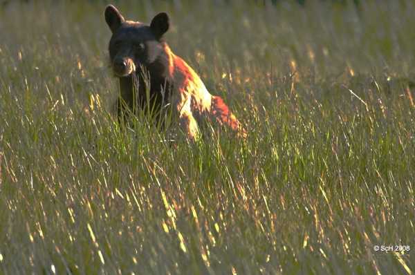 bear - Siesta Lake, Yosemite CA Aug 17, 2008