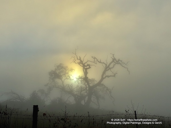 Oak Misty Fog